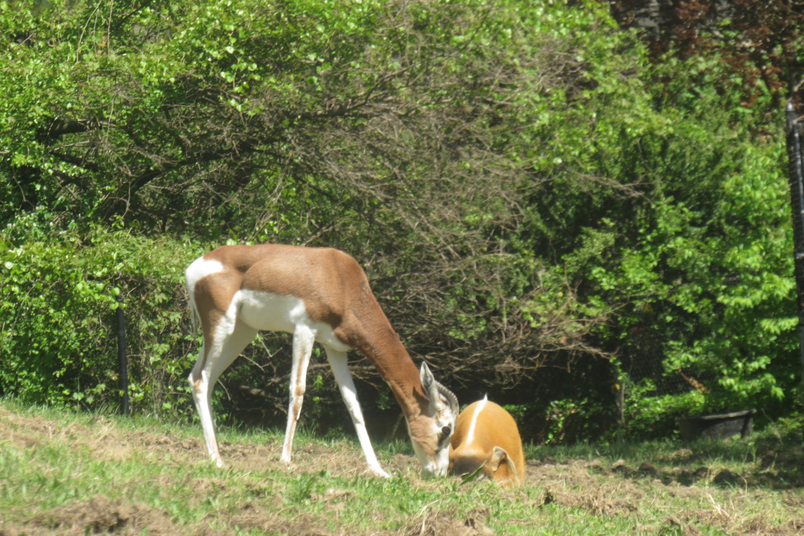 mhorr gazelle