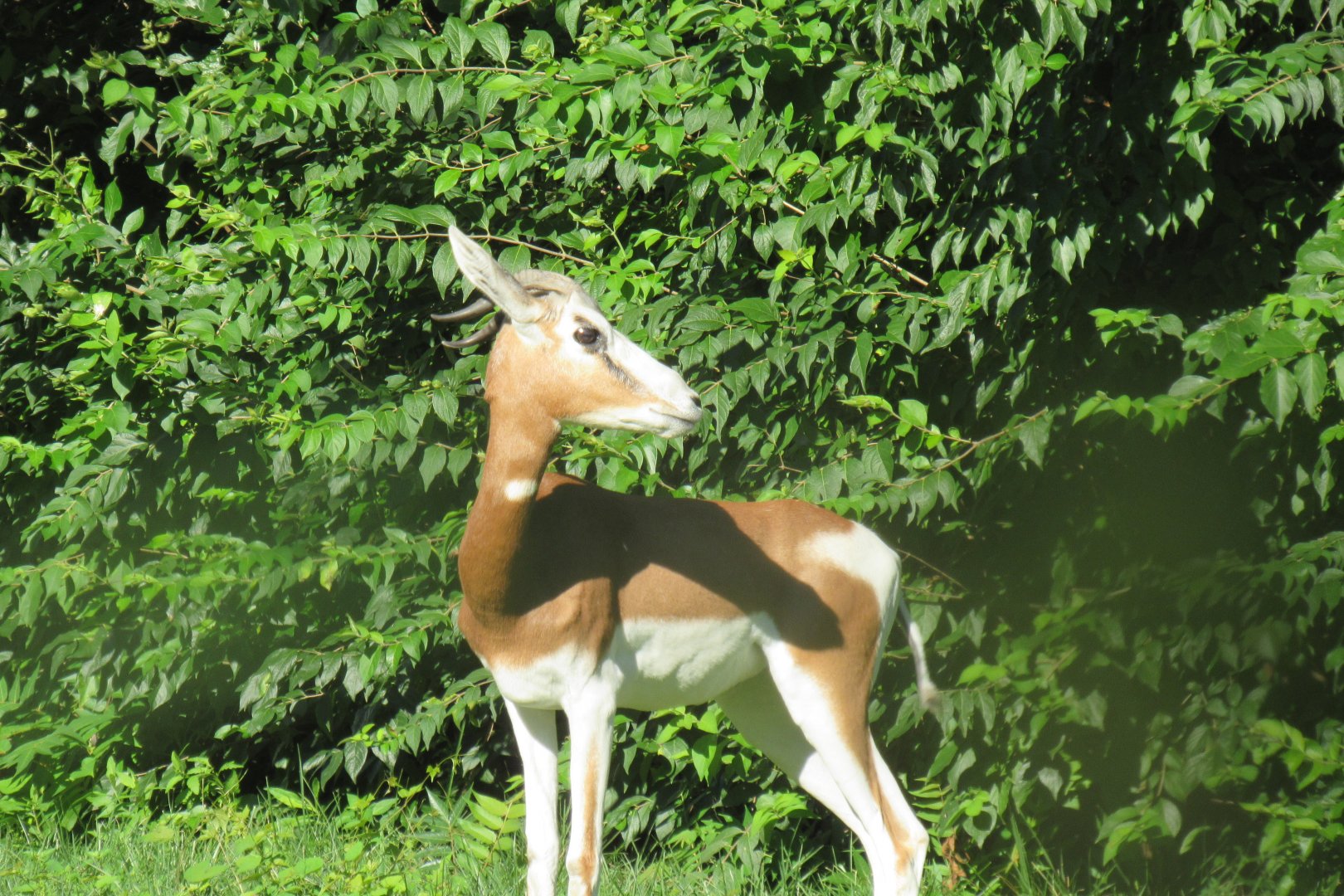 Mhorr gazelle