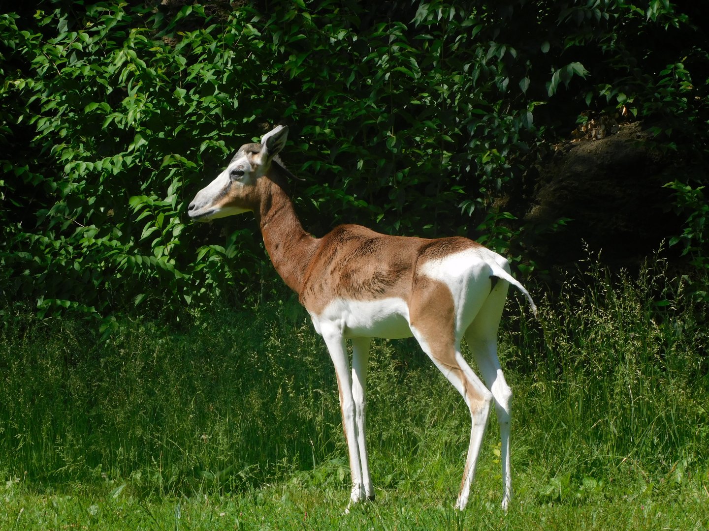 mhorr gazelle