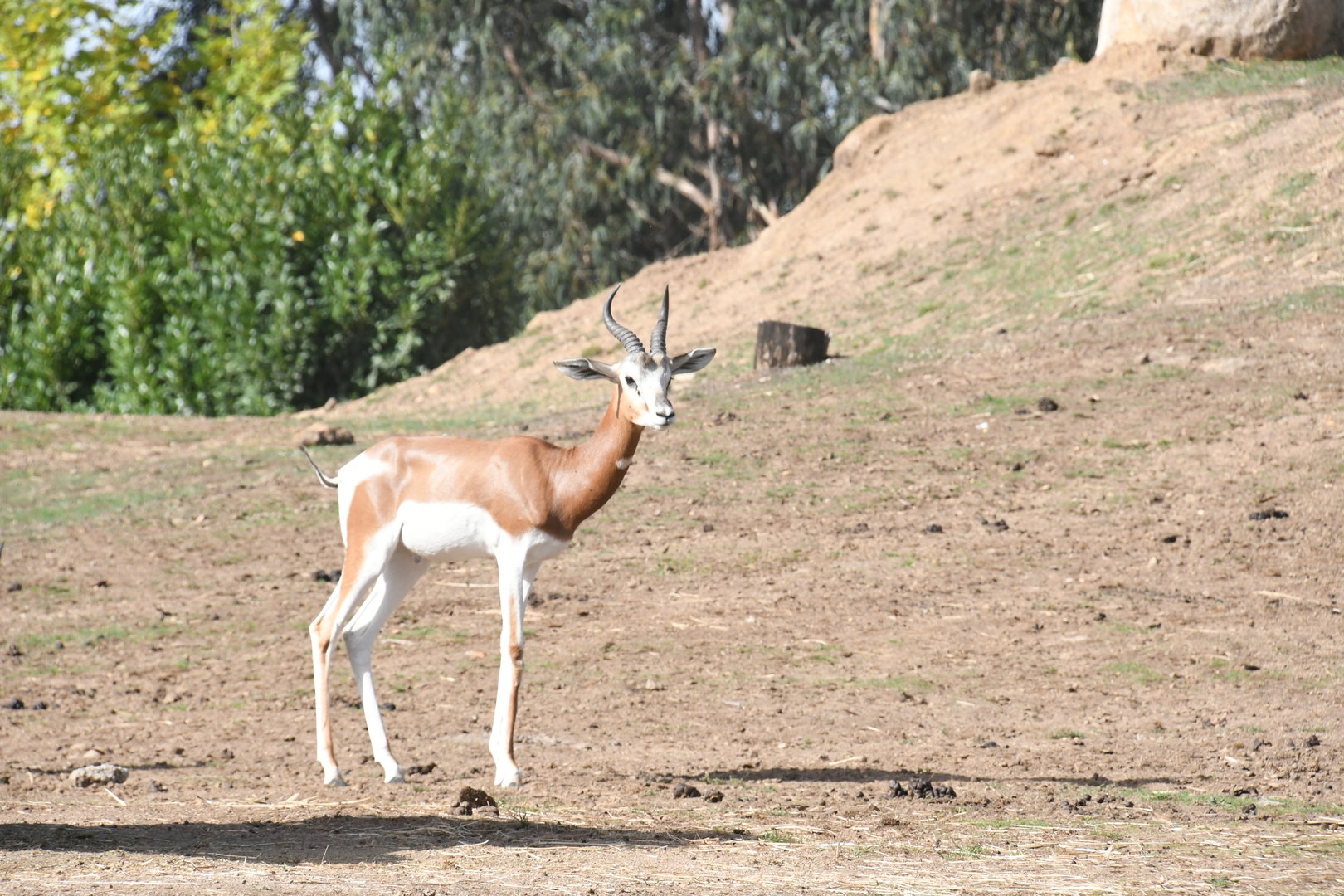 Mhorr Gazelle