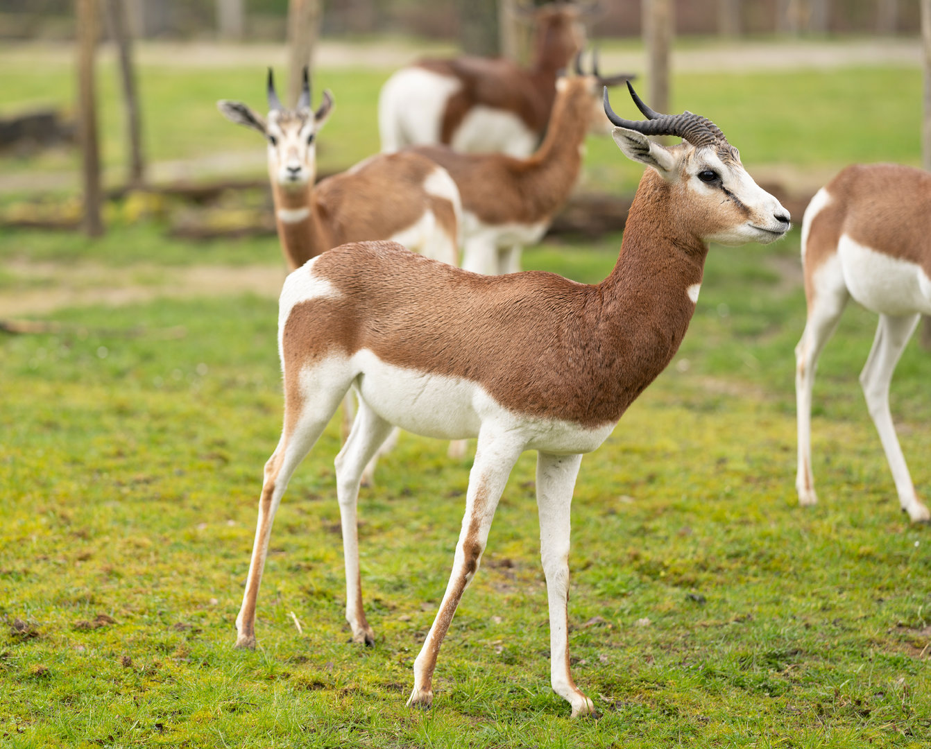 Mhorr Gazelle