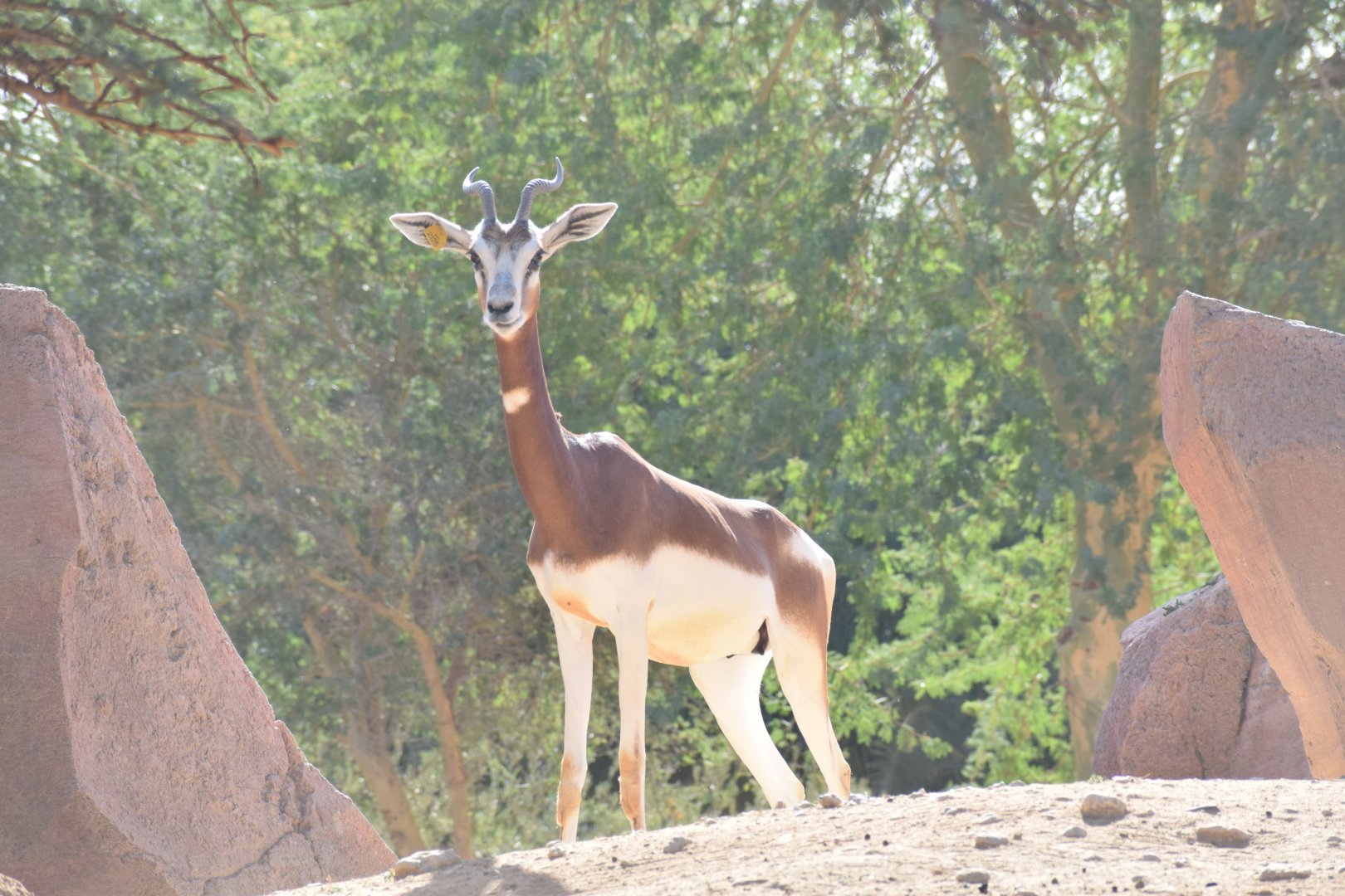 Mhorr gazelle