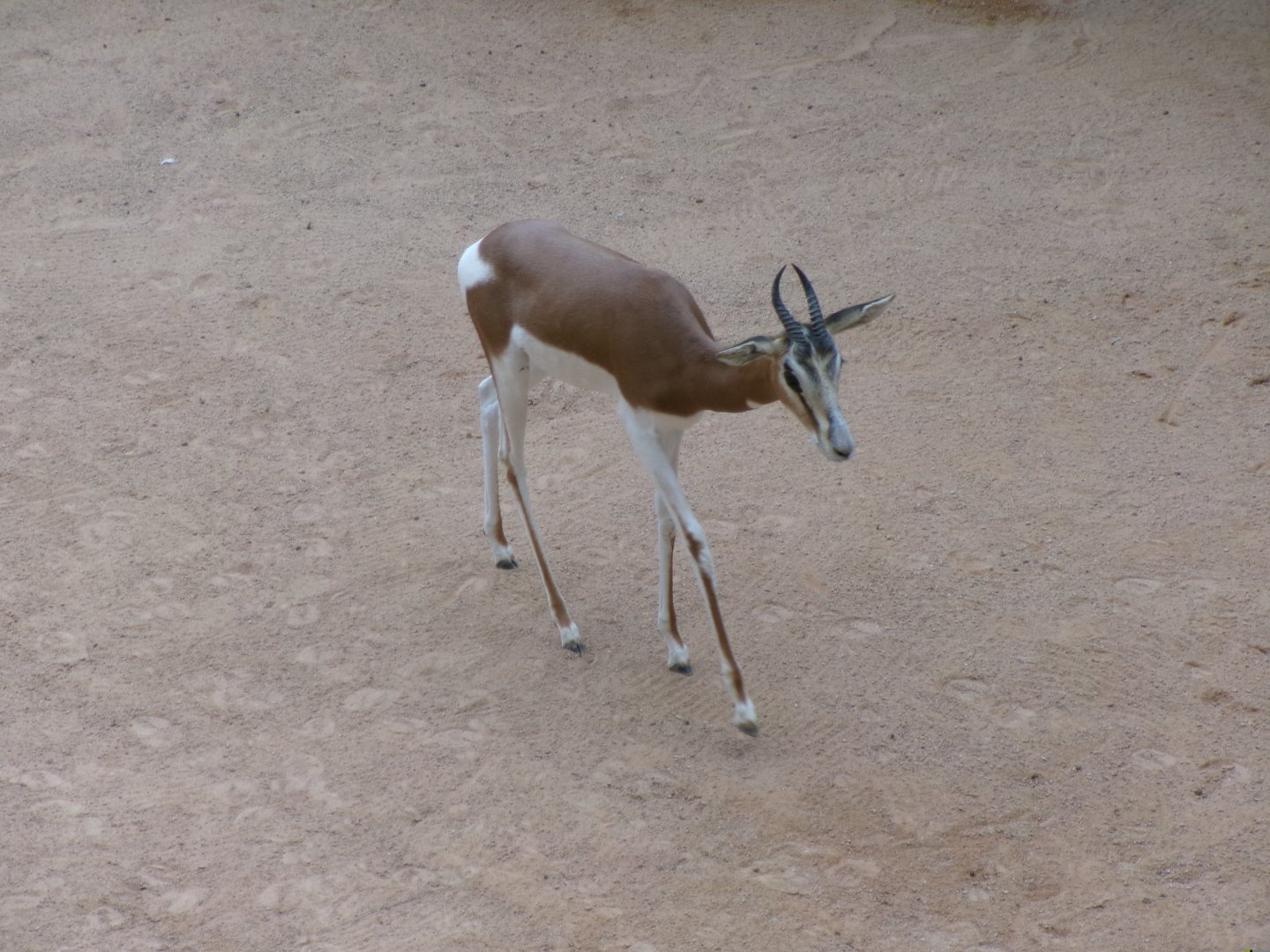 Mhorr gazelle