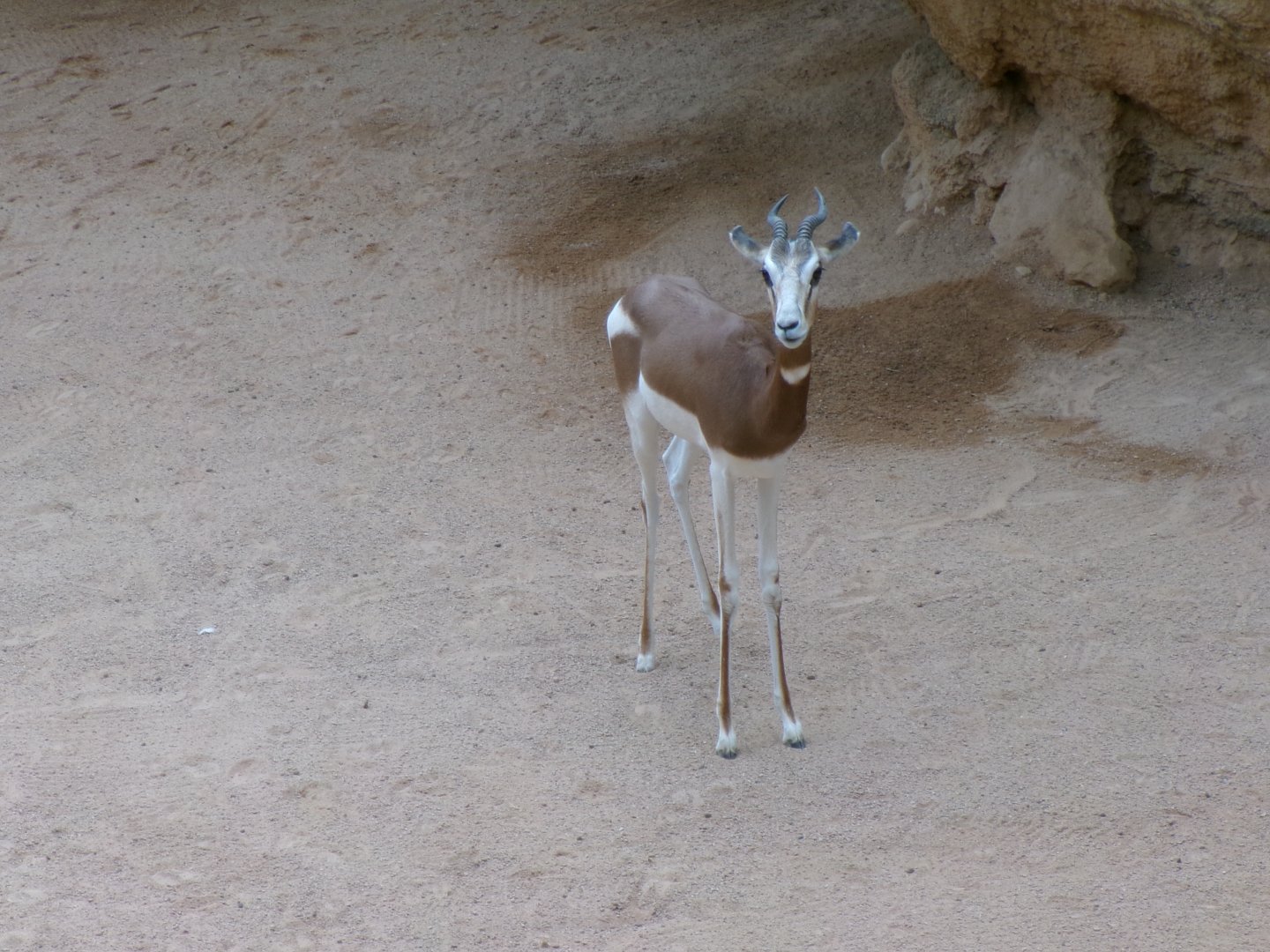 Mhorr gazelle