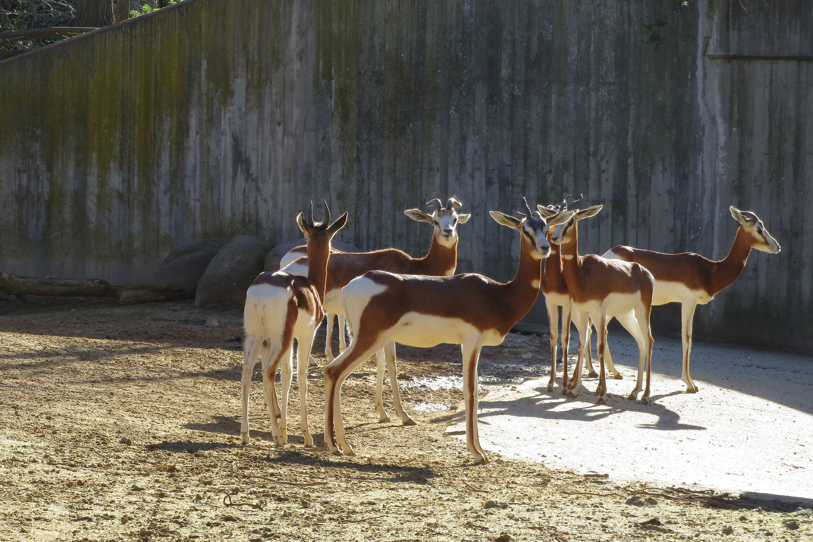 Mhorr Gazelles 150216