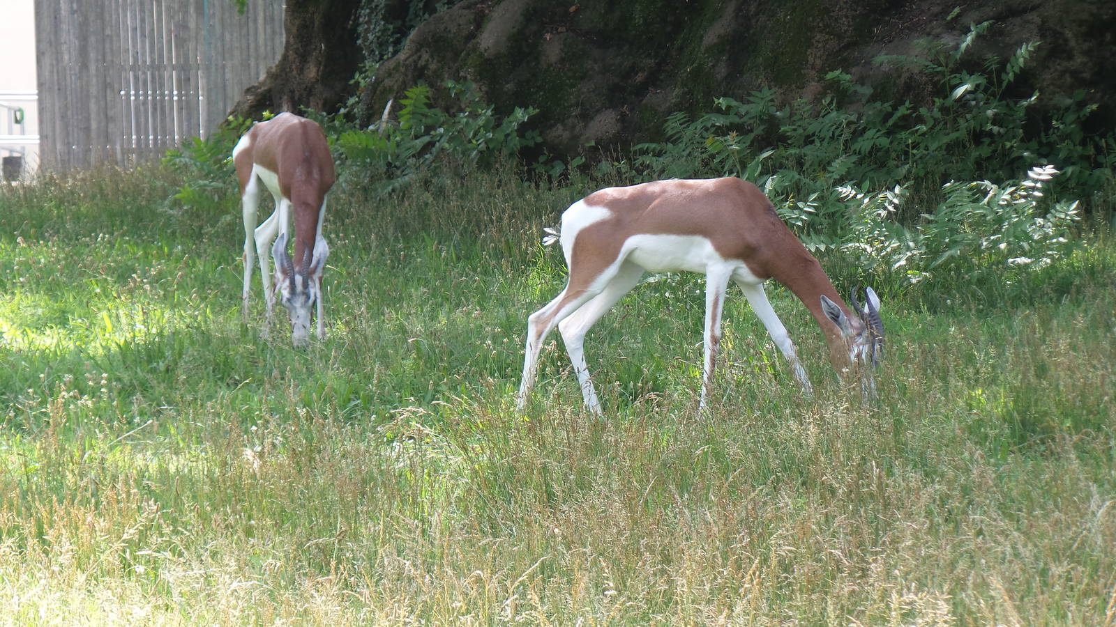 Mhorr Gazelles - African Plains