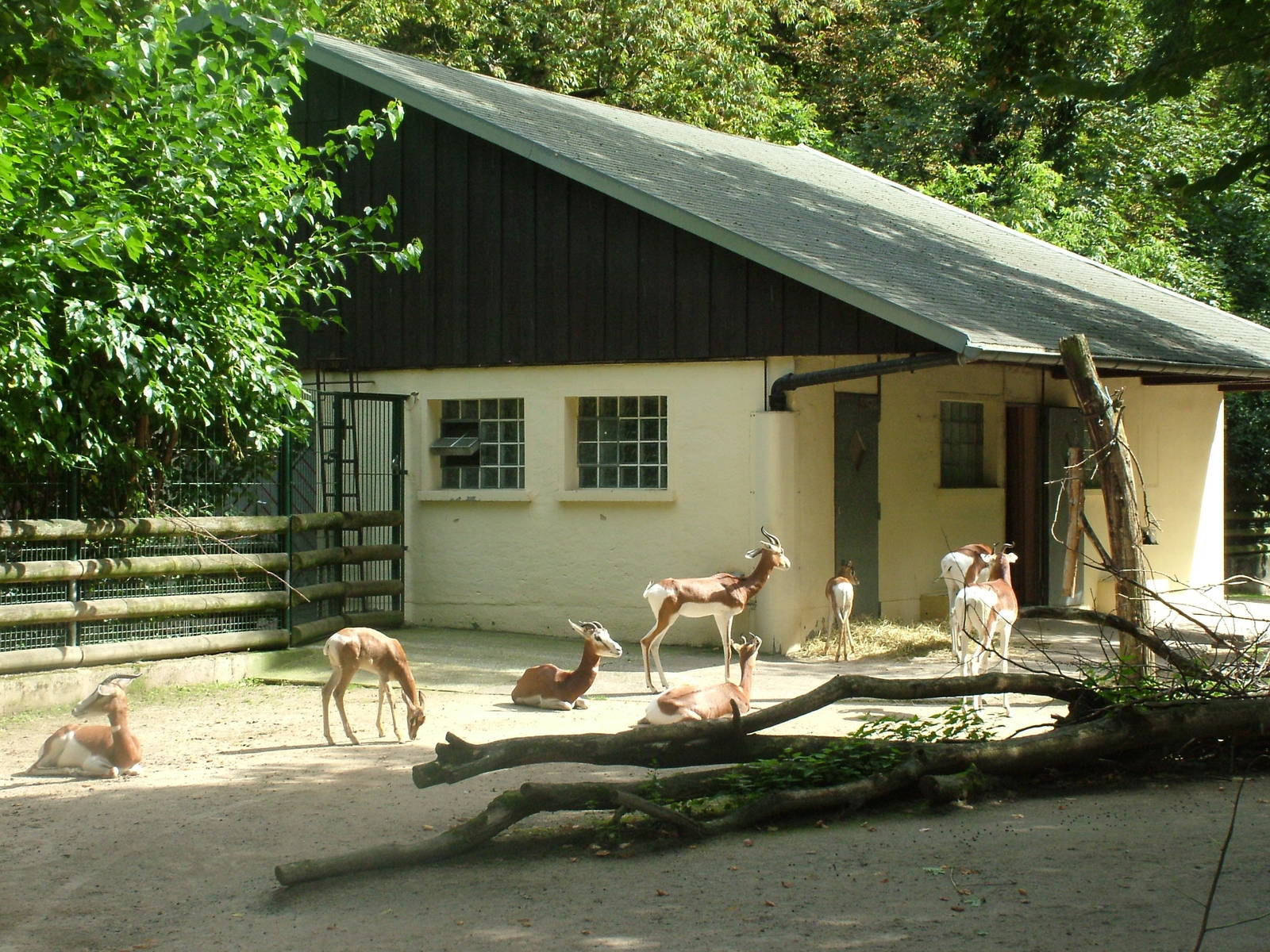 Mhorr Gazelles at Frankfurt 31/08/10