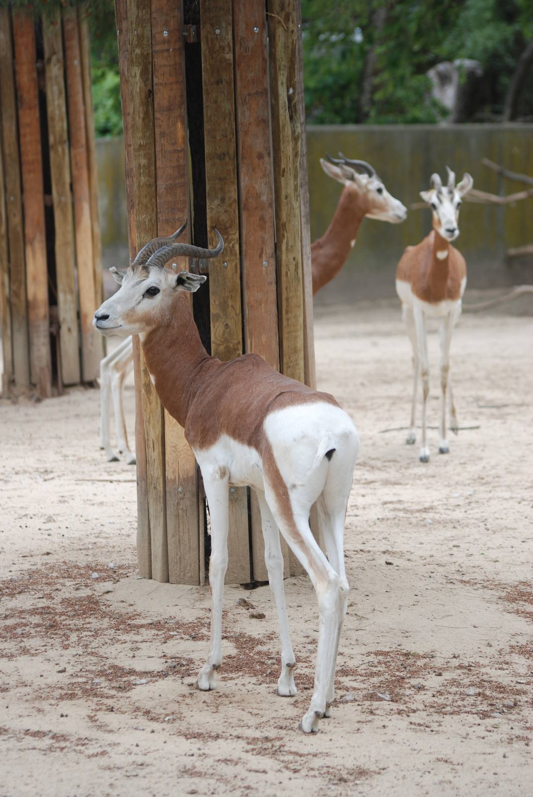 Mhorr Gazelles at Madrid Zoo Aquarium, 26/05/11