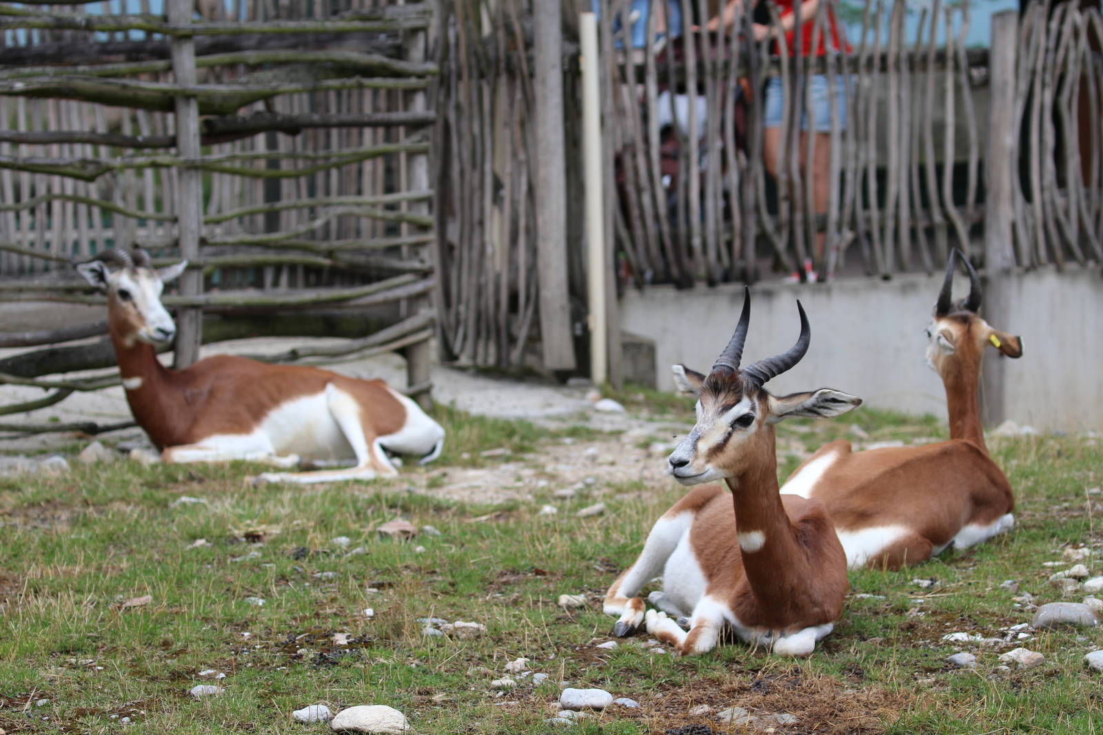 Mhorr gazelles, July 2016