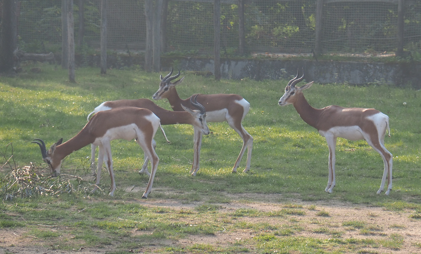 Mhorr gazelles (Nanger dama mhorr), 2020-09-16