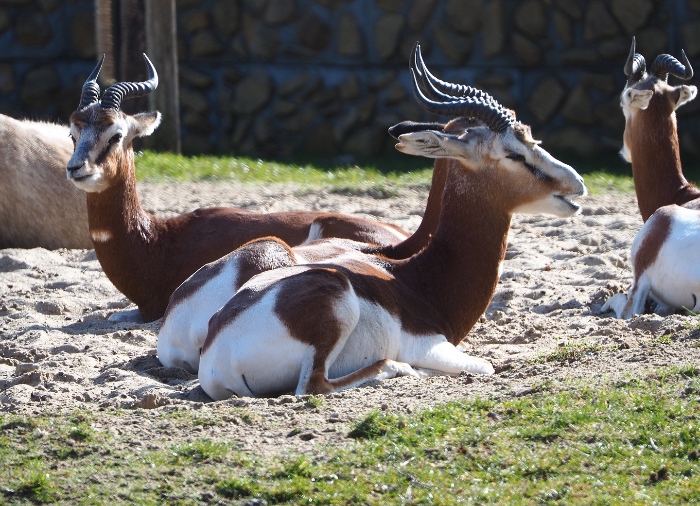 Mhorr gazelles (Nanger dama mhorr), 2021-02-23