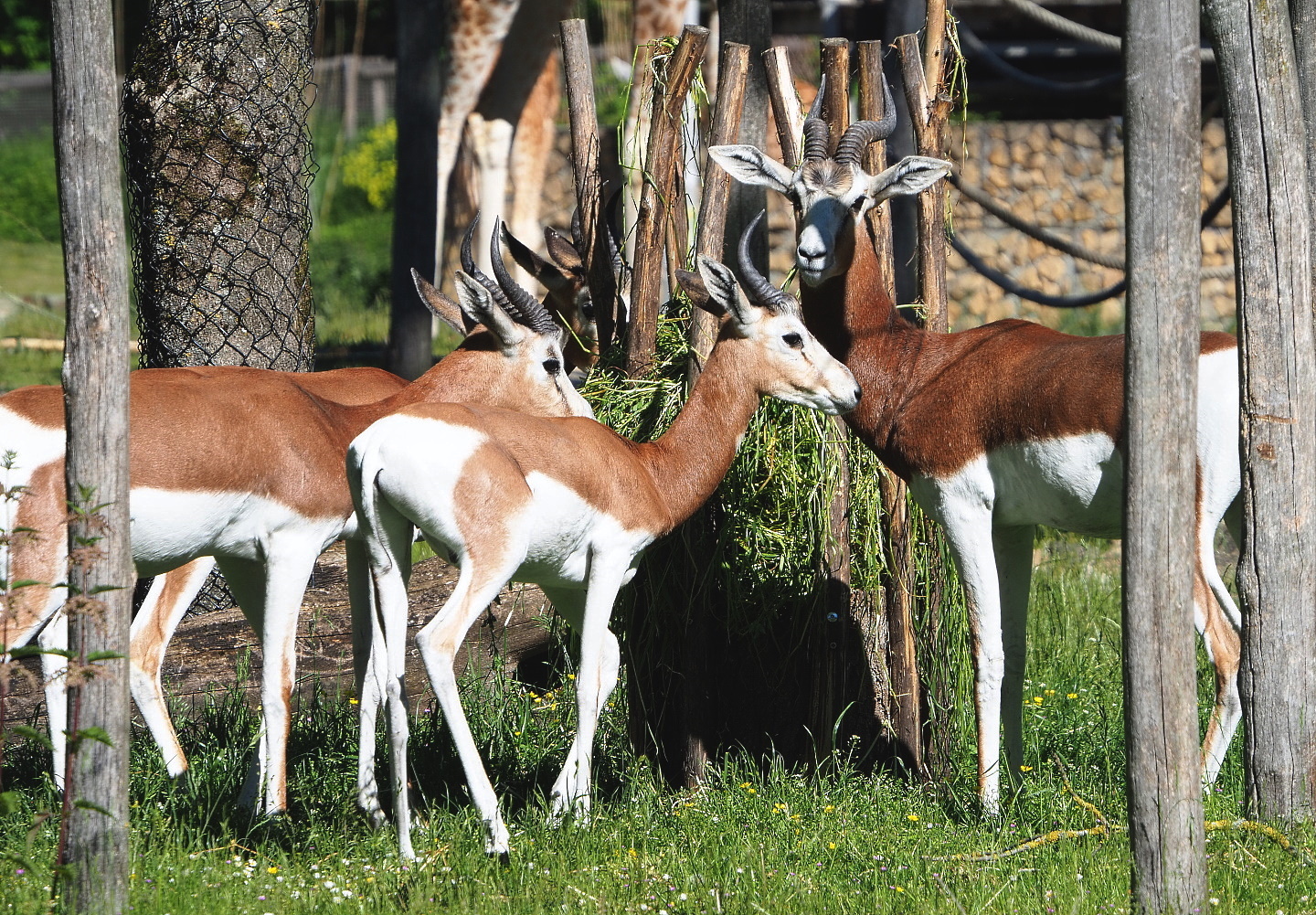 Mhorr gazelles (Nanger dama mhorr), 2021-06-01