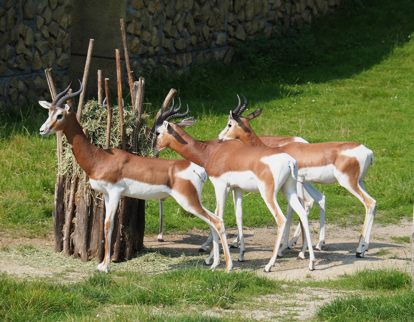 Mhorr gazelles (Nanger dama mhorr), 2021-07-20