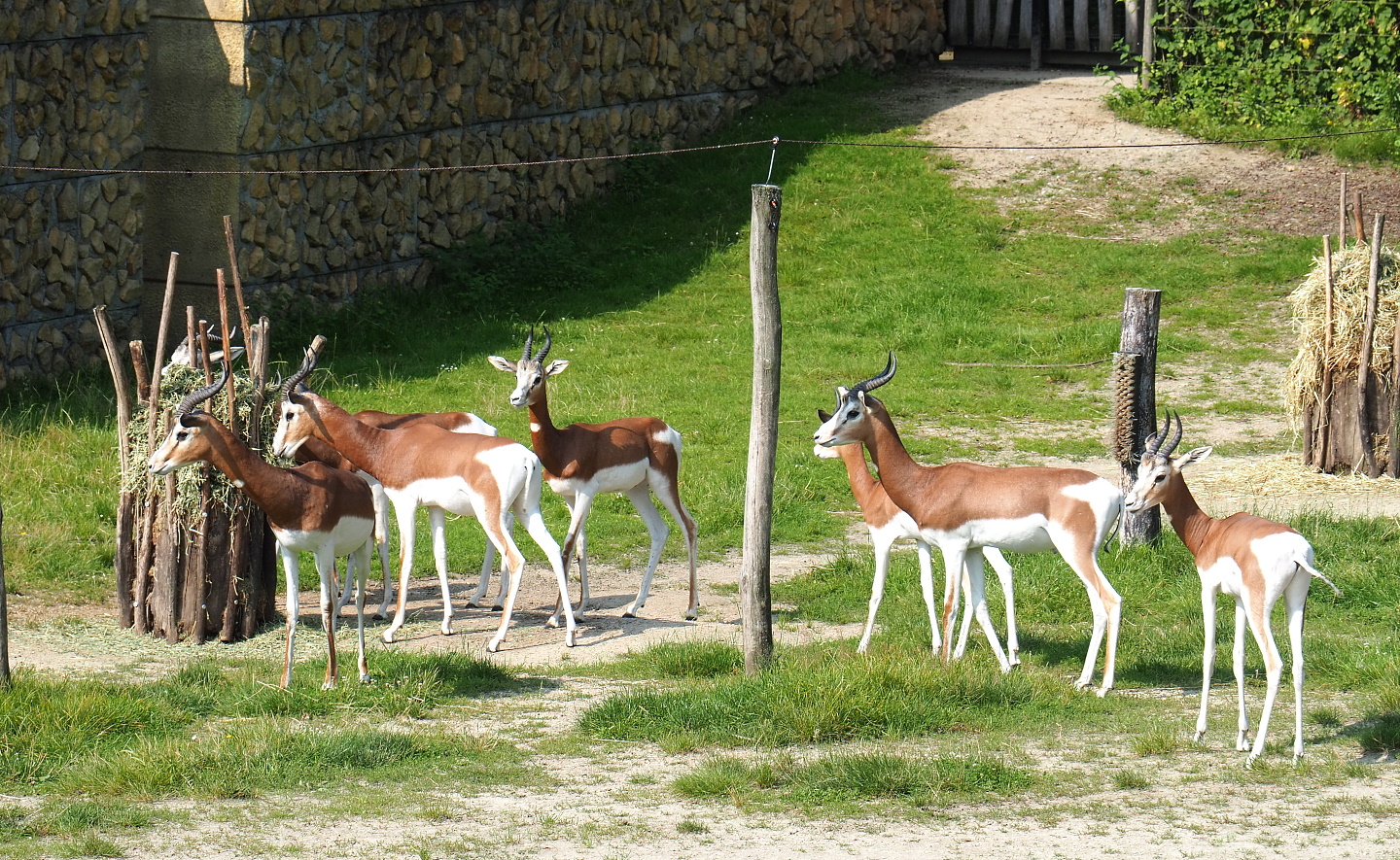 Mhorr gazelles (Nanger dama mhorr), 2021-07-20