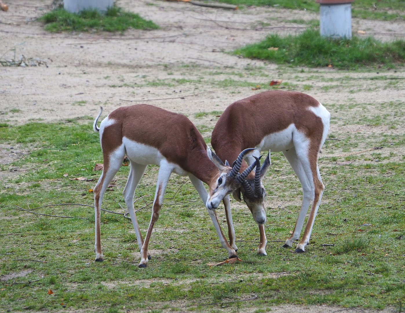 Mhorr gazelles (Nanger dama mhorr), 2021-11-06