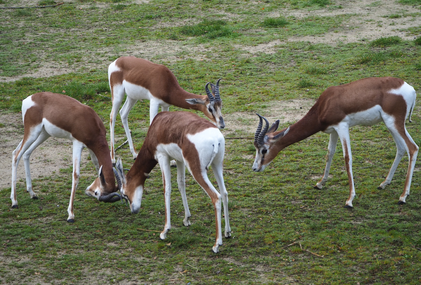 Mhorr gazelles (Nanger dama mhorr), 2021-11-06