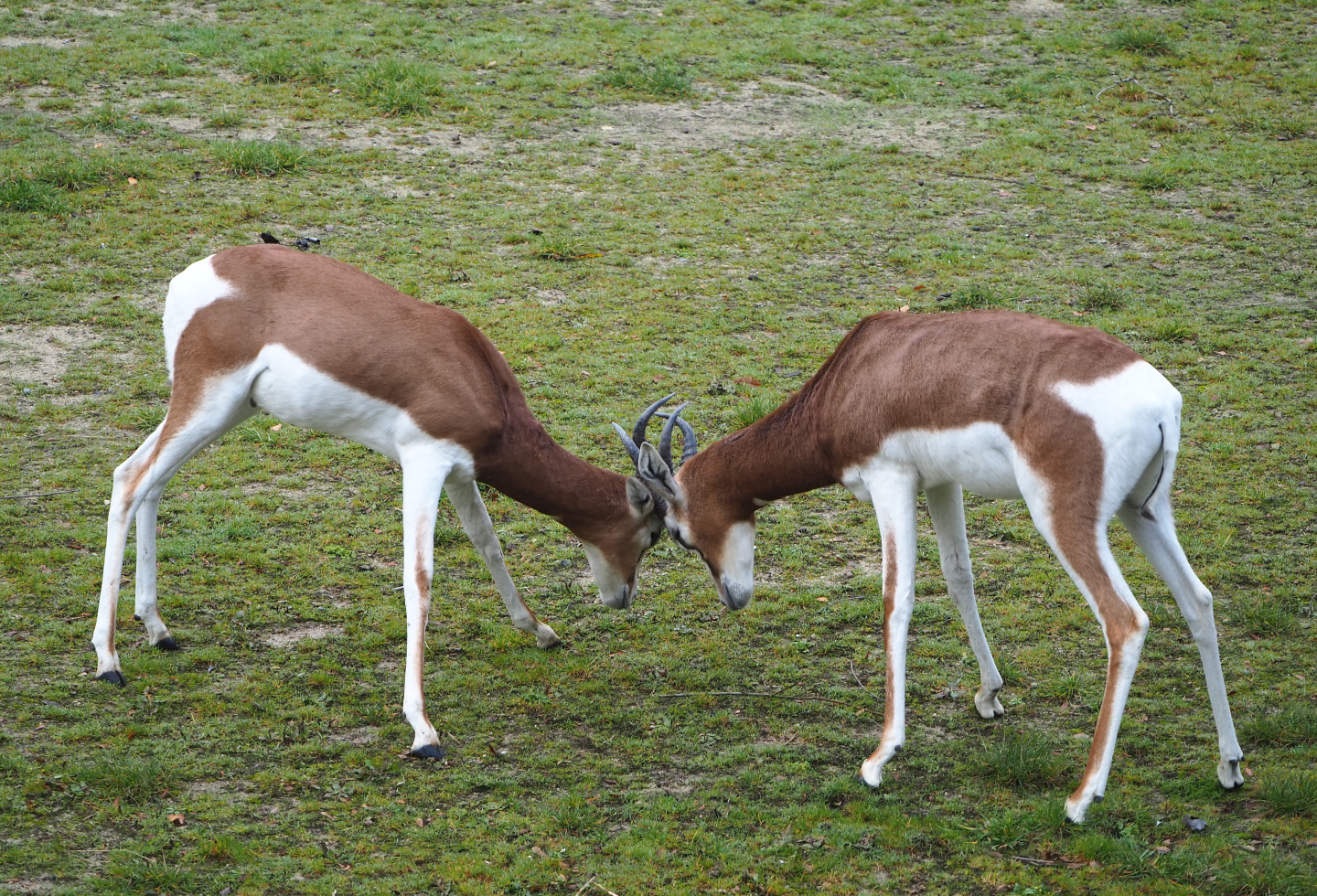 Mhorr gazelles (Nanger dama mhorr), 2021-11-06