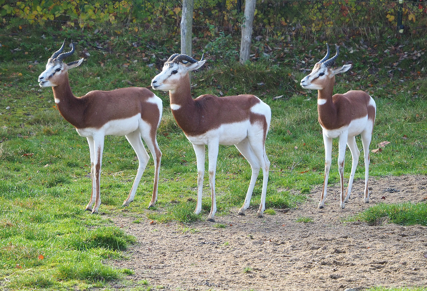 Mhorr gazelles (Nanger dama mhorr), 2021-11-23