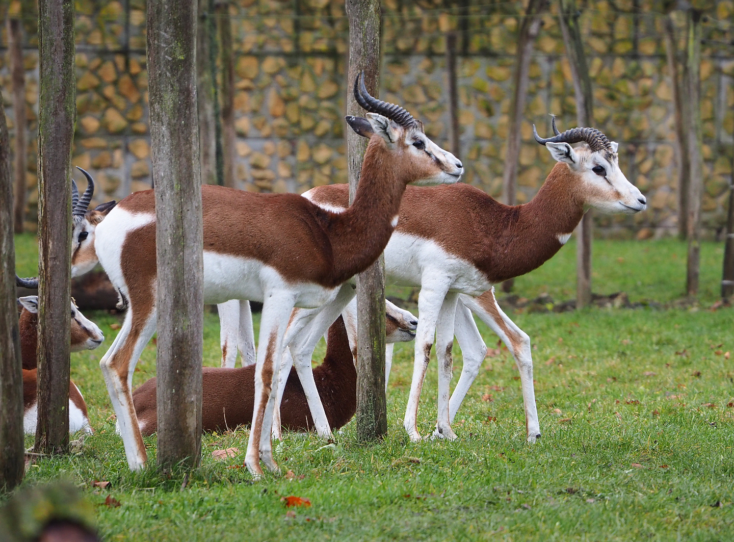 Mhorr gazelles (Nanger dama mhorr), 2021-12-07