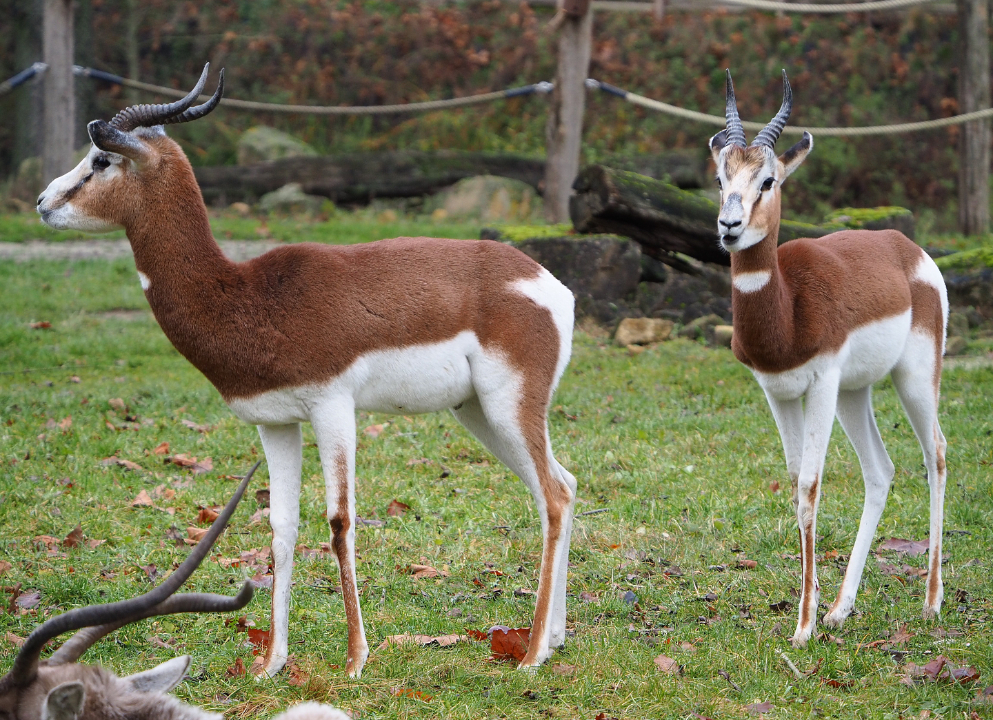 Mhorr gazelles (Nanger dama mhorr), 2021-12-07