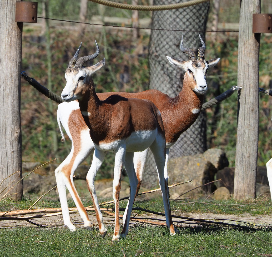 Mhorr gazelles (Nanger dama mhorr), 2022-03-08
