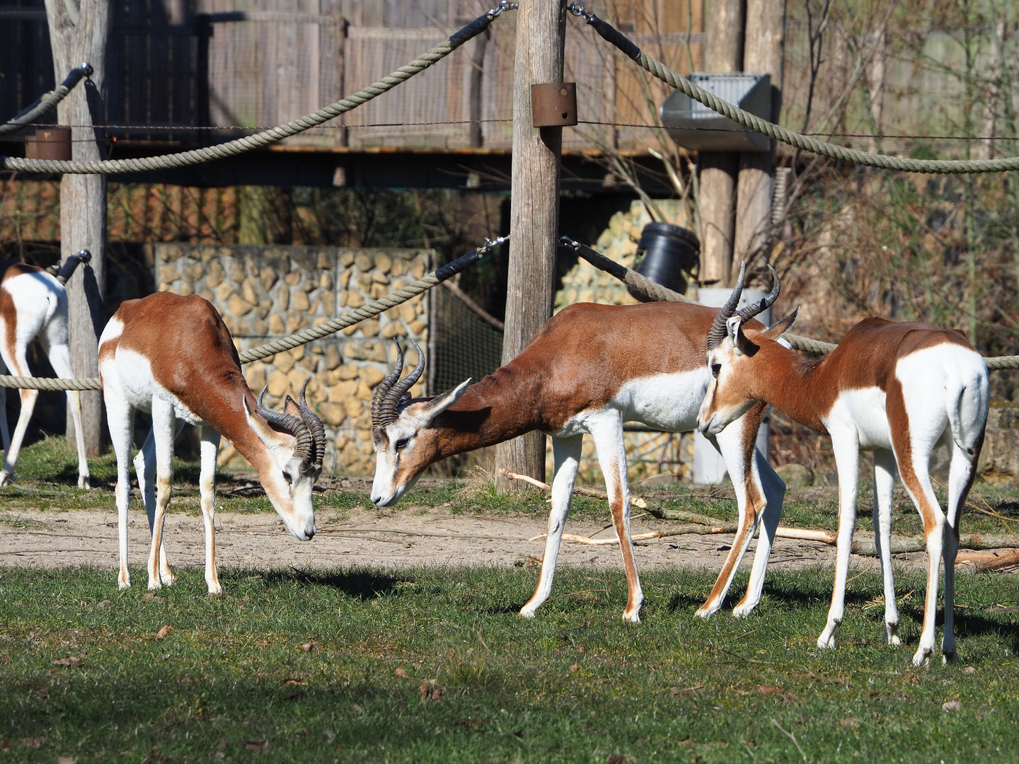 Mhorr gazelles (Nanger dama mhorr), 2022-03-08