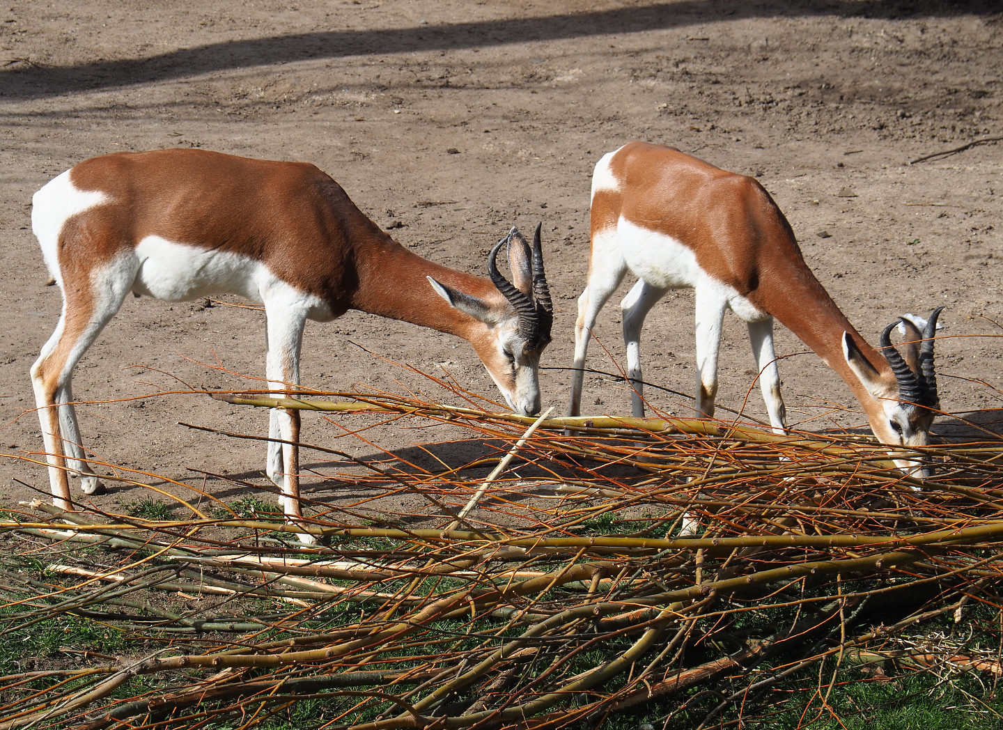 Mhorr gazelles (Nanger dama mhorr), 2022-04-12