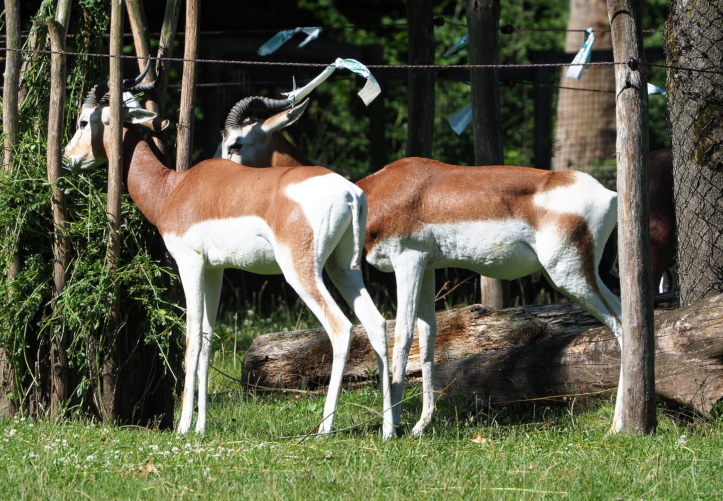 Mhorr gazelles (Nanger dama mhorr), 2022-07-03