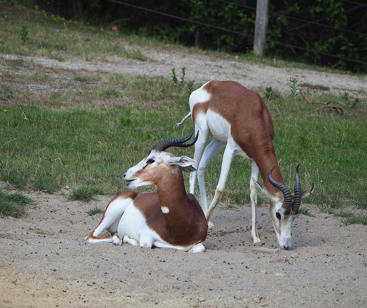 Mhorr gazelles (Nanger dama mhorr), 2022-07-16