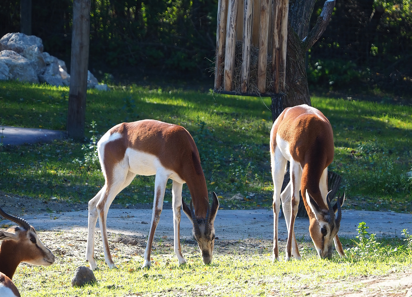 Mhorr gazelles (Nanger dama mhorr), 2022-10-09