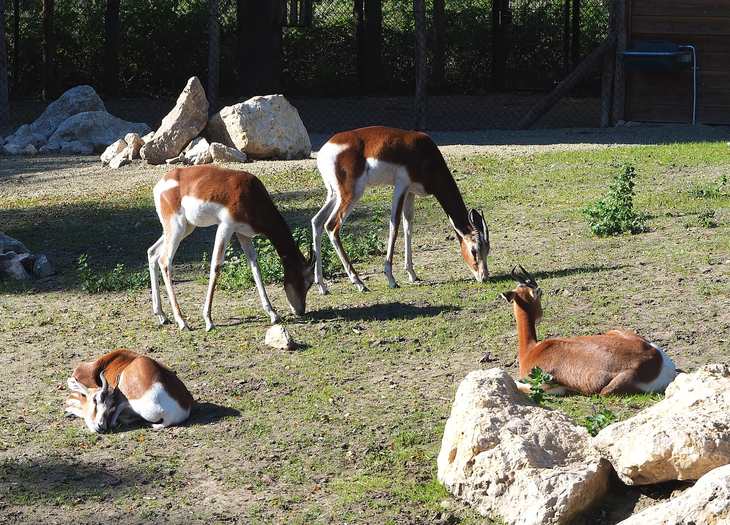 Mhorr gazelles (Nanger dama mhorr), 2022-10-09