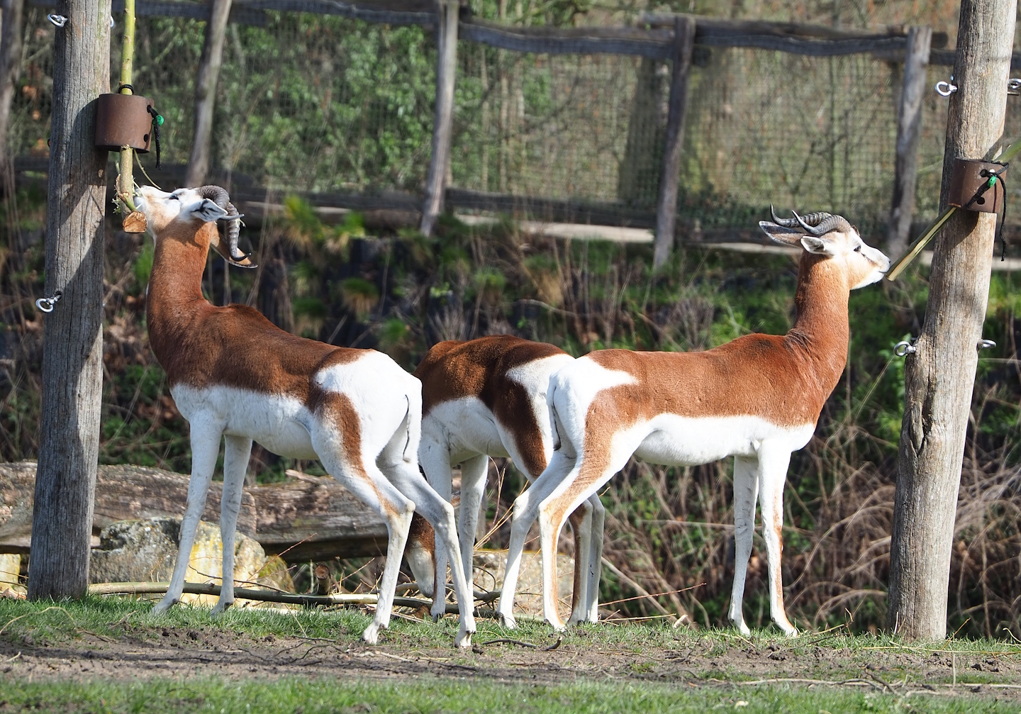 Mhorr gazelles (Nanger dama mhorr), 2023-03-28