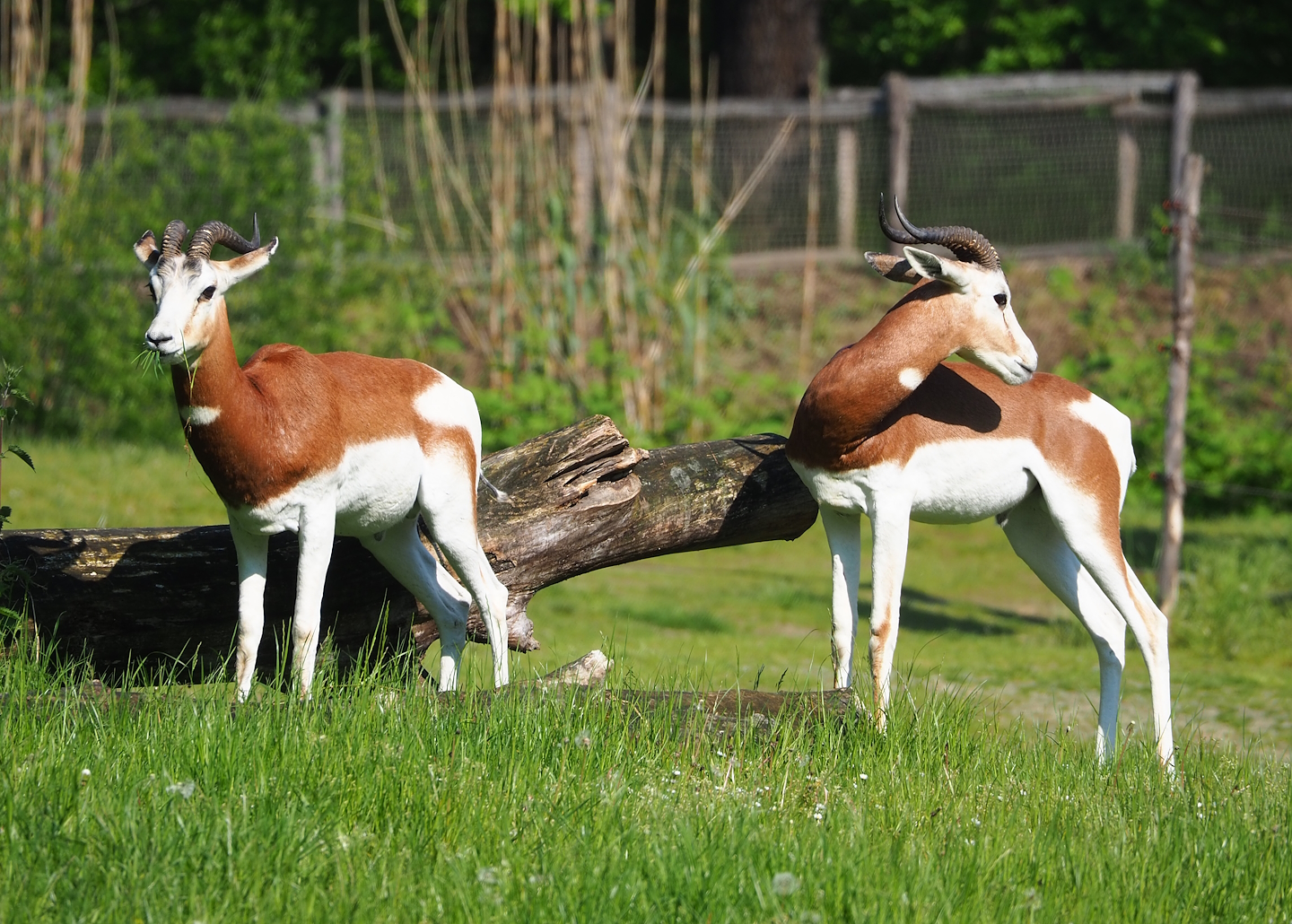 Mhorr gazelles (Nanger dama mhorr), 2023-05-13