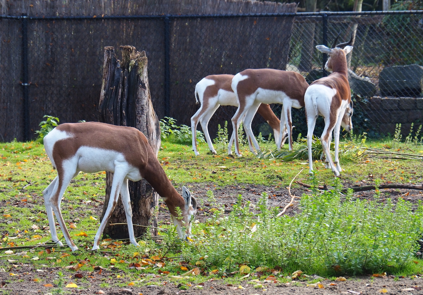 Mhorr gazelles (Nanger dama mhorr), Nov 10th, 2018