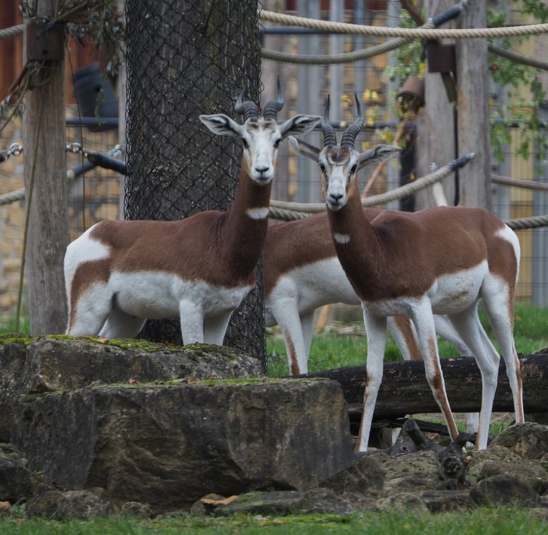 Mhorr gazelles (Nanger dhama mhorr), 2020-10-19