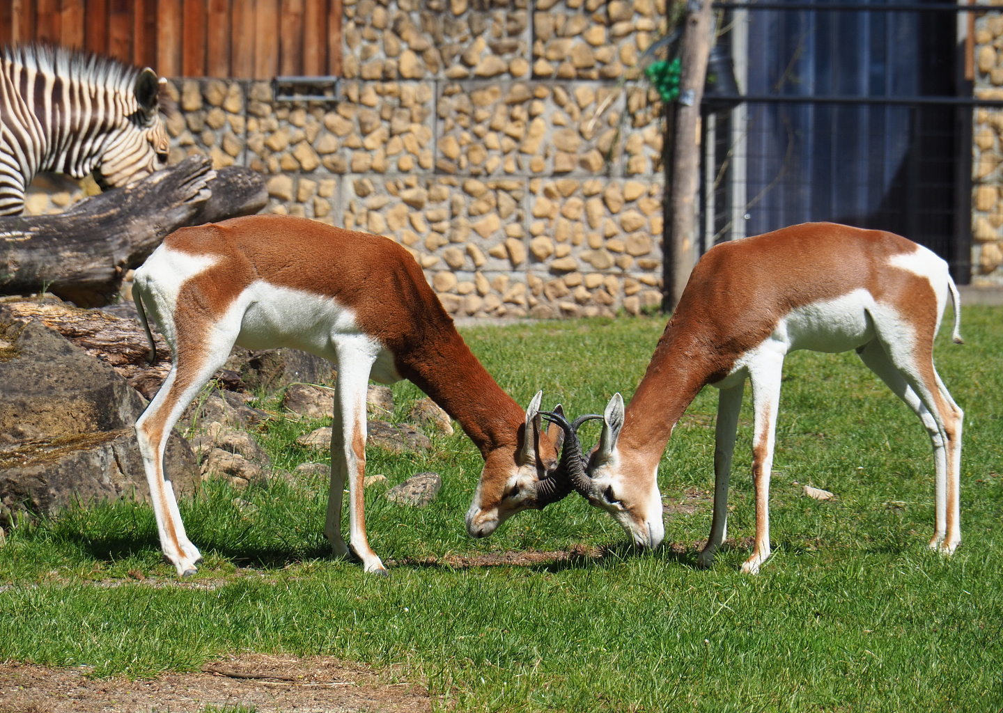 Mhorr gazelles (Nanger dhama mhorr), 2022-05-28