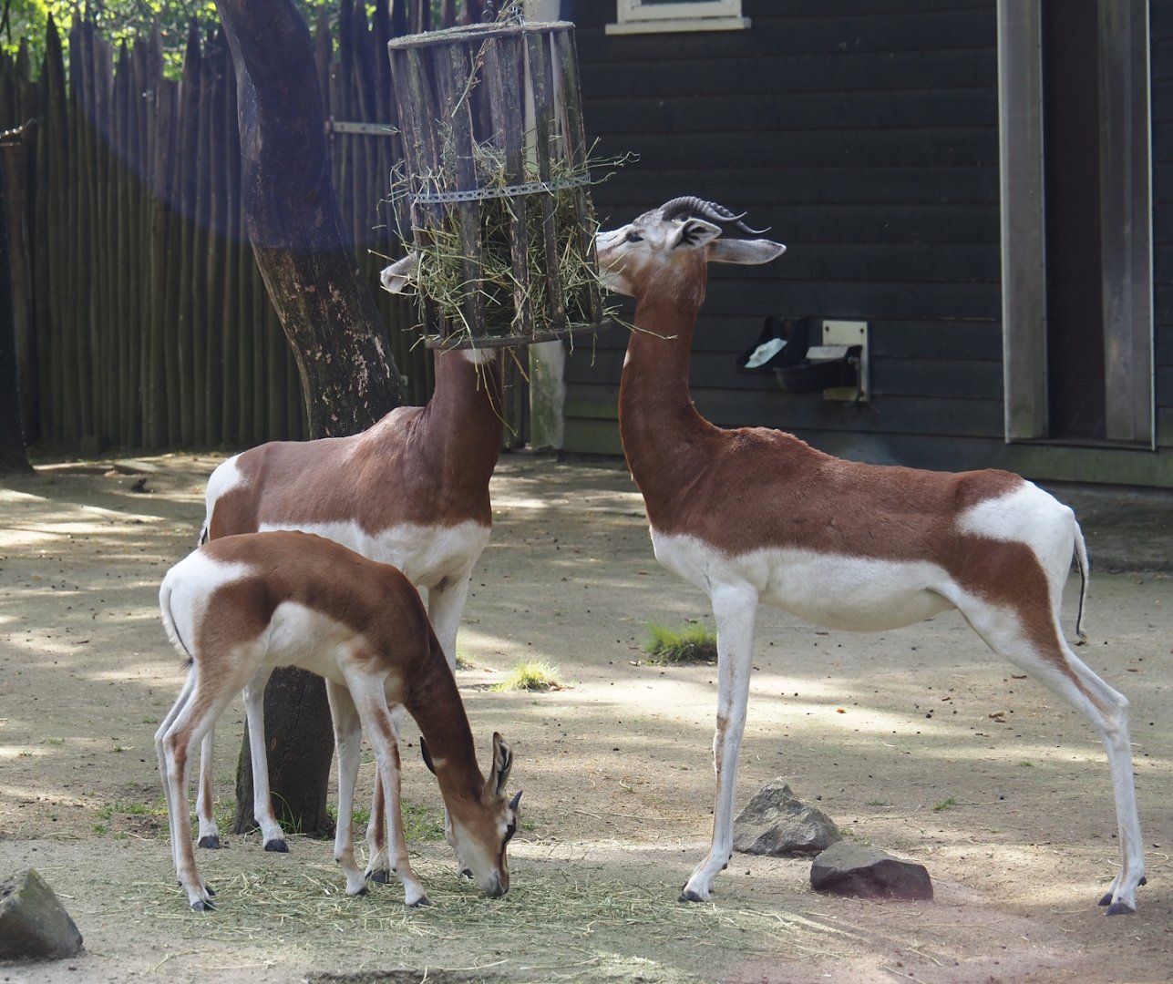 Mhorr gazelles (Nanger dhama mhorr), 2024-06-30