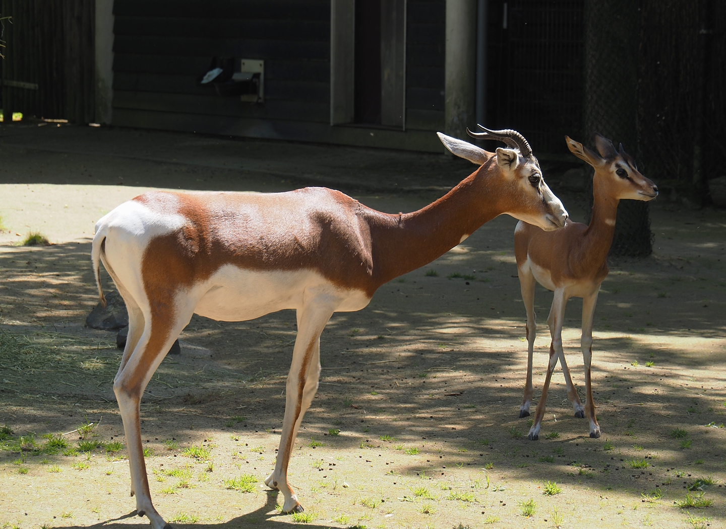 Mhorr gazelles (Nanger dhama mhorr), 2024-06-30