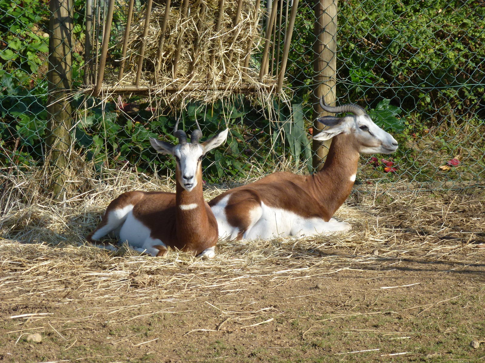 Mhorr gazelles, November 2013.