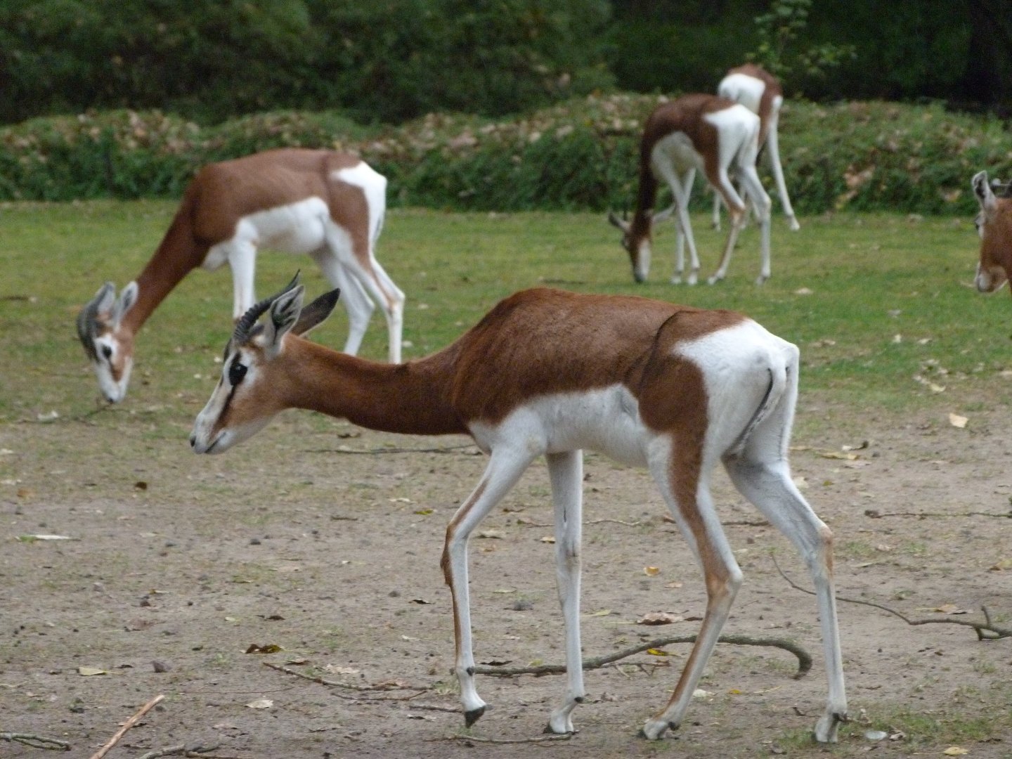 Mhorr gazelles -Tierpark Berlin (2024)