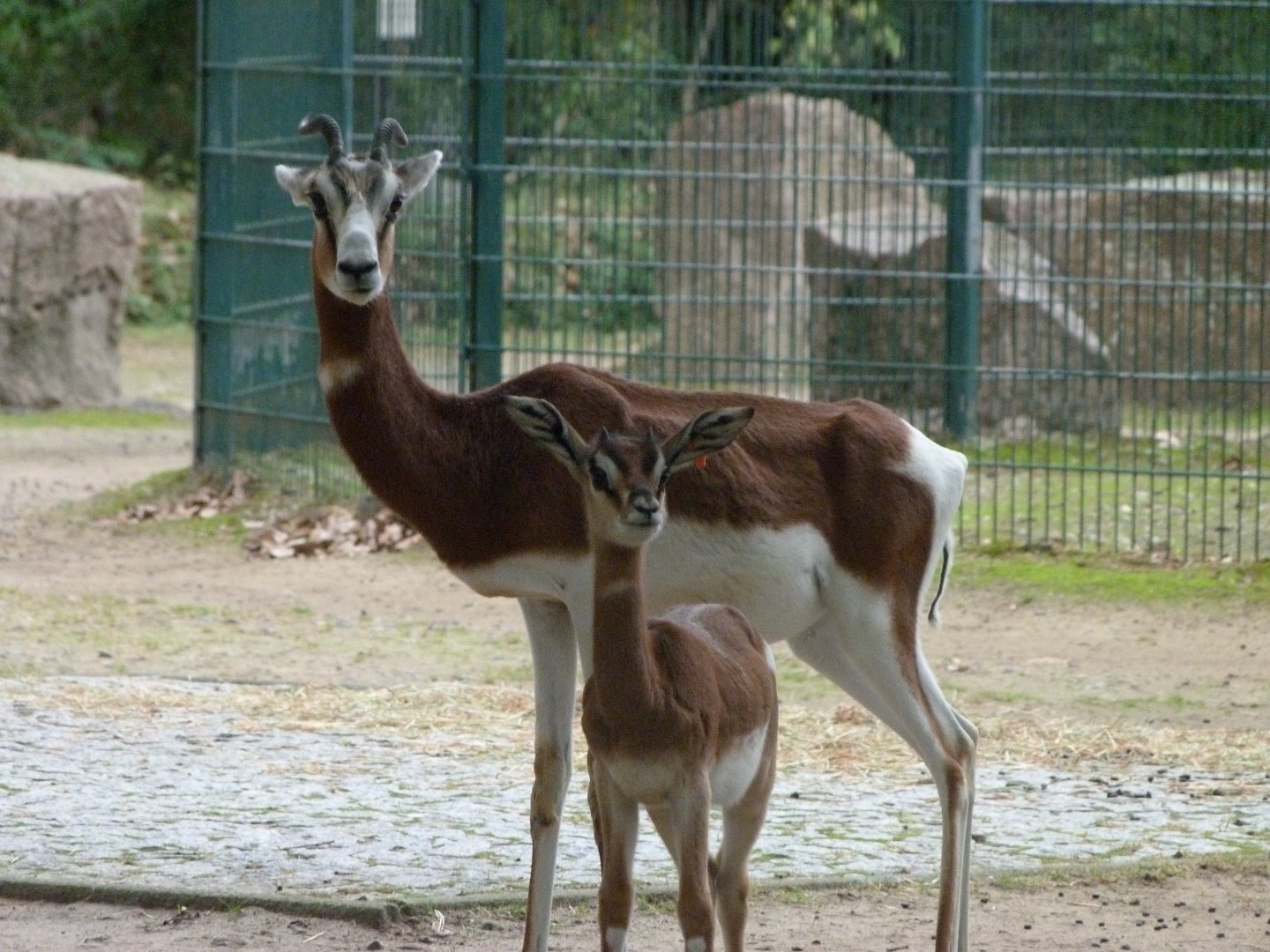 Mhorr gazelles -Tierpark Berlin (2024)