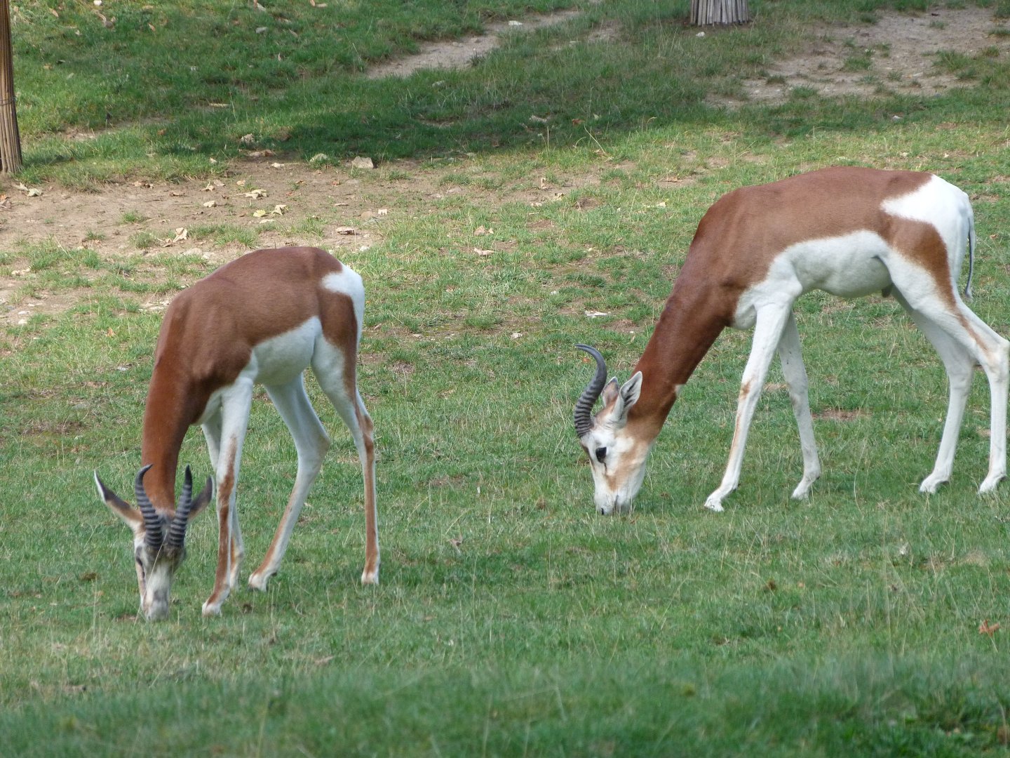 Mhorr gazelles -Zoo Praha (2025)