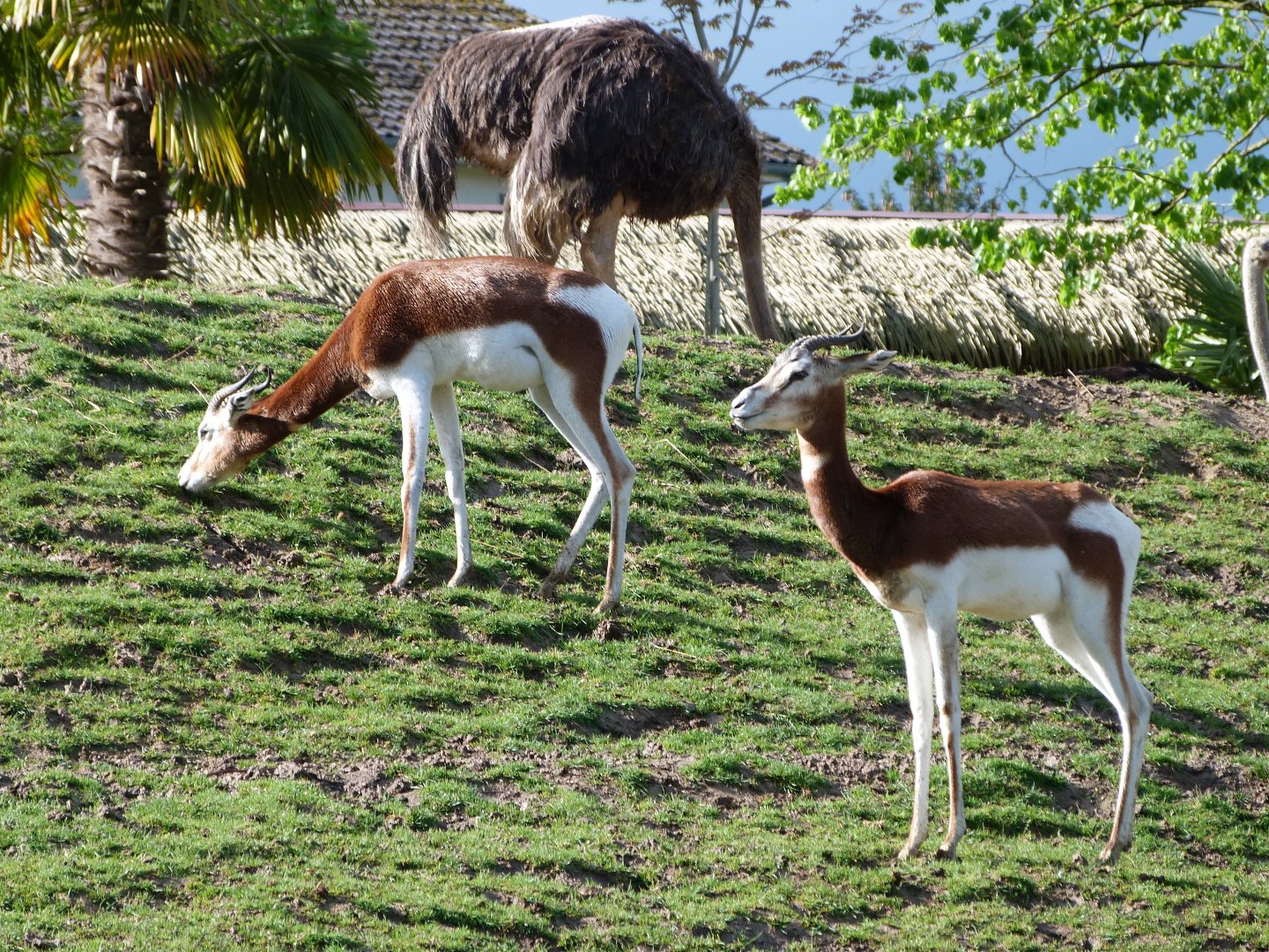 Mhorr gazelles -ZooParc de Beauval (2025)
