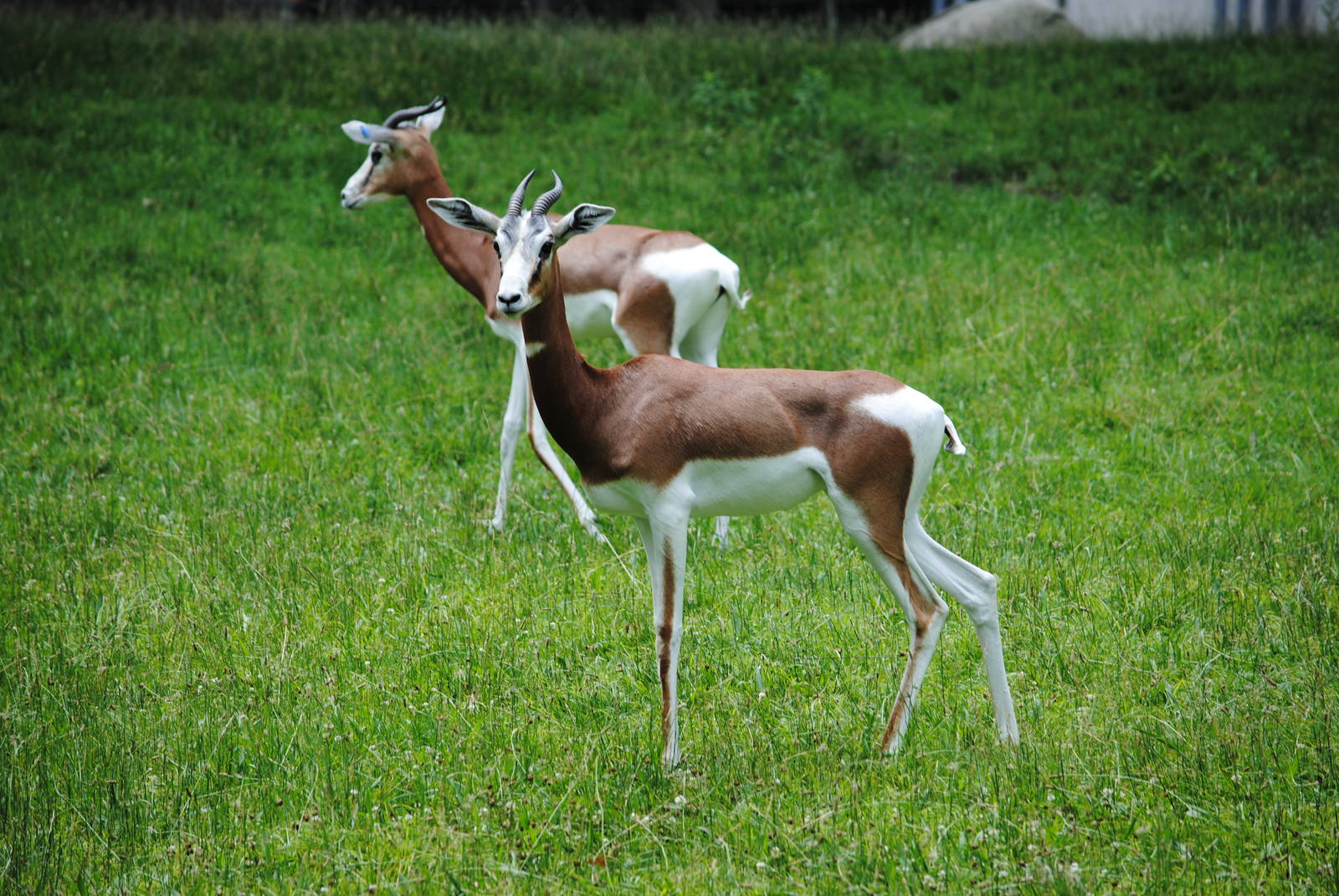 Mhorr Gazelles