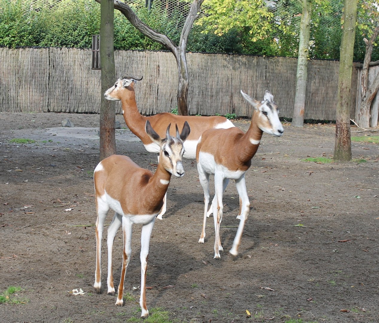 Mhorr gazelles