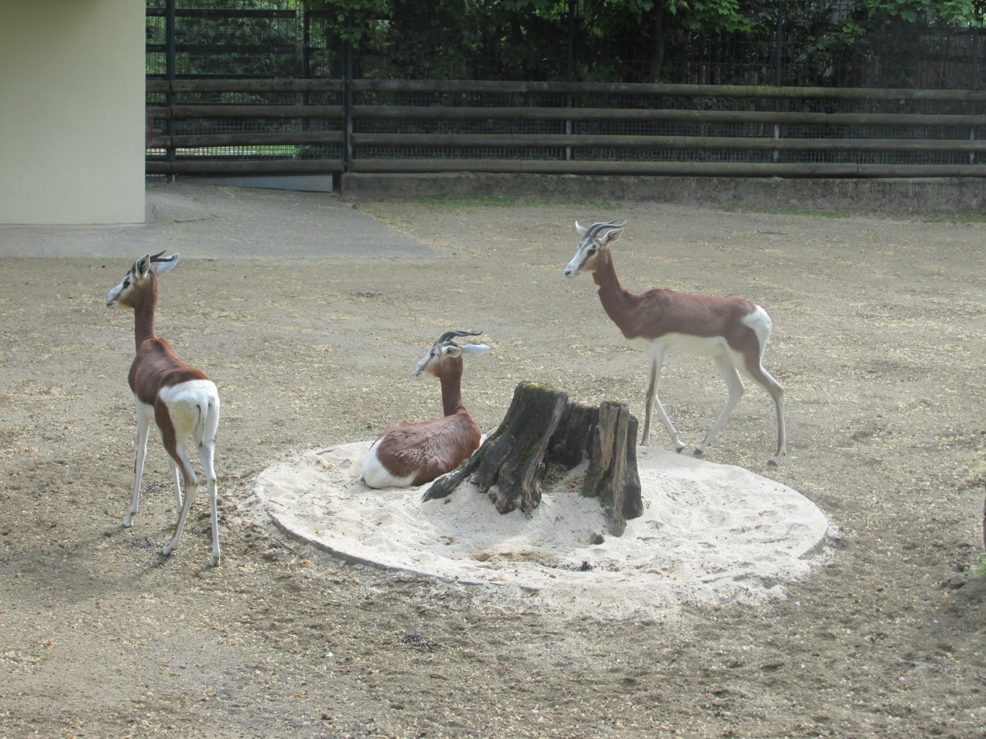 mhorr gazelles