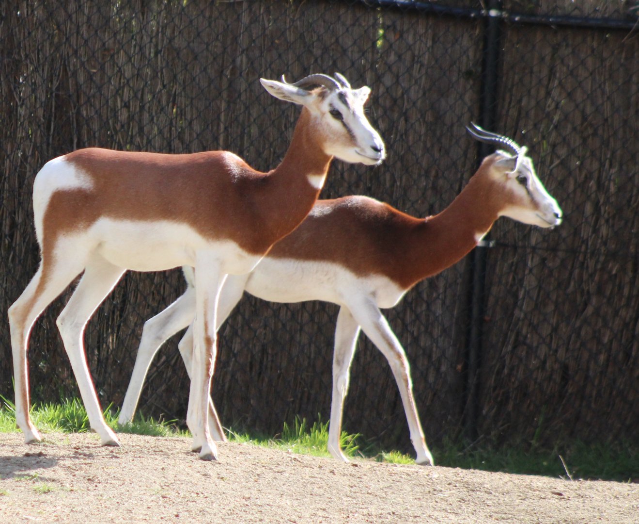 Mhorr gazelles