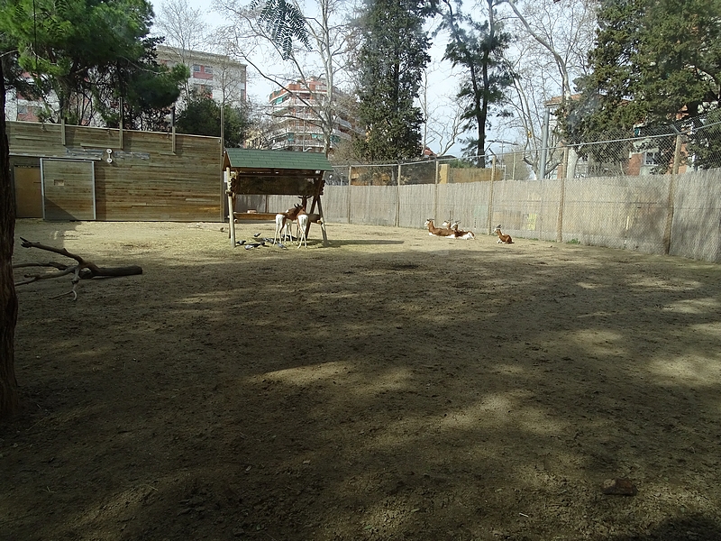 Mhorrgazelle enclosure