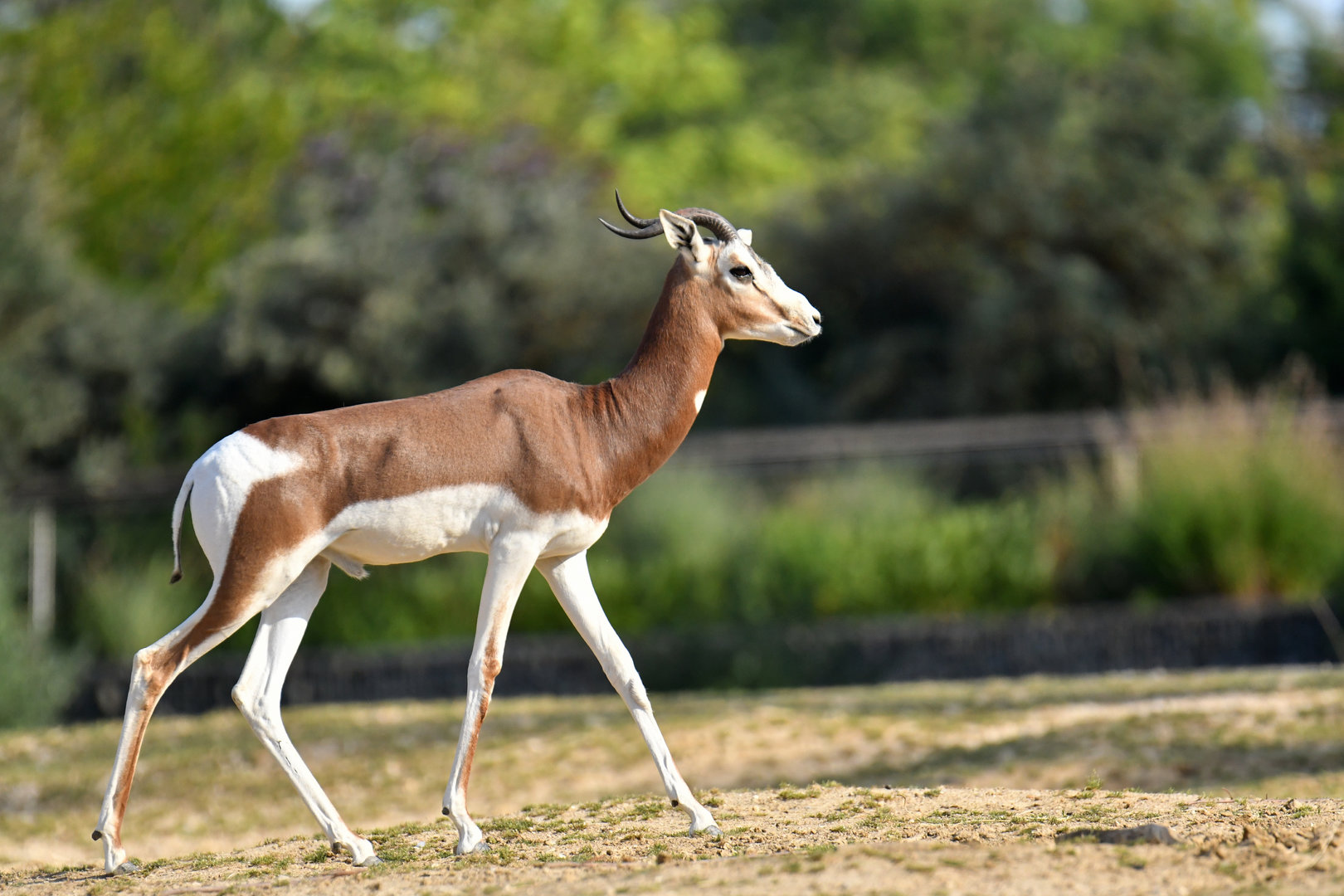 Mhorr's gazelle (Nager dama mhorr)
