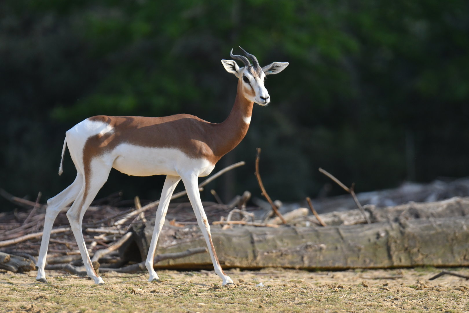 Mhorr's gazelle (Nager dama mhorr)